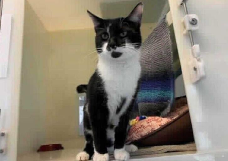This young chap is Martin and he is in RSPCA care after he was taken to a vet as a stray with a nasty injury to his tail. Now after receiving the necessary veterinary treatment he is ready to find his forever home.
Martin is a super friendly cat and loves attention from humans so much so that he will try to climb up you for a fuss. He is a confident boy and loves to explore so we feel that he would settle into a new home with ease.
We are looking for Martin to go as the only pet, this is due to the fact that he seems to prefer human interation over animals! We do however feel that he could possibly live with children providing they will give him time to settle in.