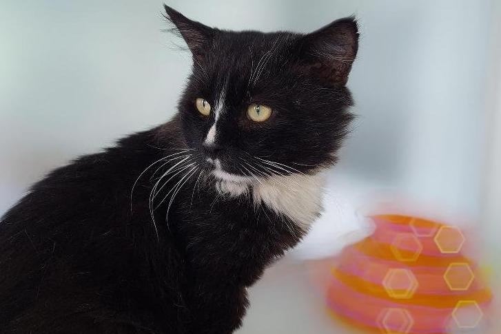 Fluffy Barnham came into care through the inspectorate as an unclaimed stray with a catfight abscess. He is around 5 years old.
Barnham is an affectionate cat who is looking for an indoor home as he is FIV positive. More about FIV can be found here: https://www.rspca.org.uk/adviceandwe.../pets/cats/health/fiv
Barnham is always happy to see people and eagerly greets anyone who comes in his pen. He is great company and would make a loving companion! As Barnham is long-haired, he will regular brushing to keep his coat in good condition. He could live with children over the age of 10 but can't live with other cats.