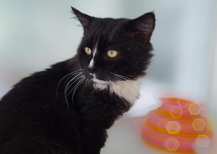 Fluffy Barnham came into care through the inspectorate as an unclaimed stray with a catfight abscess. He is around 5 years old.
Barnham is an affectionate cat who is looking for an indoor home as he is FIV positive. More about FIV can be found here: https://www.rspca.org.uk/adviceandwe.../pets/cats/health/fiv
Barnham is always happy to see people and eagerly greets anyone who comes in his pen. He is great company and would make a loving companion! As Barnham is long-haired, he will regular brushing to keep his coat in good condition. He could live with children over the age of 10 but can't live with other cats.