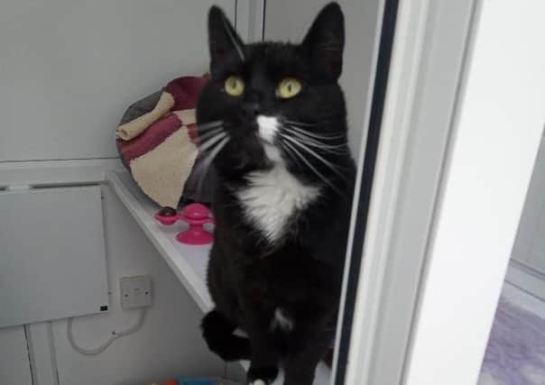 Five year old Bobby has come into us as his owner was sadly unable to keep him. He was a little shy on arrival but he is improving all the time and is now ready to find a new loving home. He does enjoy outside access so needs a home away from any busy roads where he can roam safely. He needs to be an only pet but could live with children aged 10 and over.