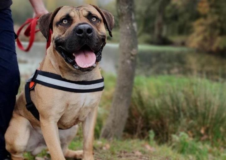 As the name implies, Clifford is a lovable giant who loves nothing more than a cuddle with his human carers. In a previous home, Clifford has displayed some unwanted behaviours over food, and for this reason he cannot live with other dogs, and requires an adult only household without visiting children. Clifford will need to be left alone when eating, and not to be around you when you have food.  Our big bouncy boy will require active owners to take him on plenty of walks and provide the mental stimulation he needs, in addition to this Clifford will require continued training using positive reinforcement methods to encourage calm behaviour.  Could you offer our loving boy a forever home?