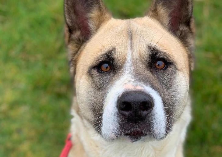 Kia is a fun-loving 4 year old Akita looking for her forever home.
Kia is a sweet girl who loves lots of cuddles and fuss and being showered with love. She likes to be active and play with toys so is looking for a home with a spacious garden for her to explore and play in. Kia loves her walks but can be strong on the lead so will need some continuous training to help with this. 
She is reactive towards some dogs and does have a high chase drive so would benefit from some continued socialisation and training to work on this. She is an intelligent girl that loves her enrichment as well.