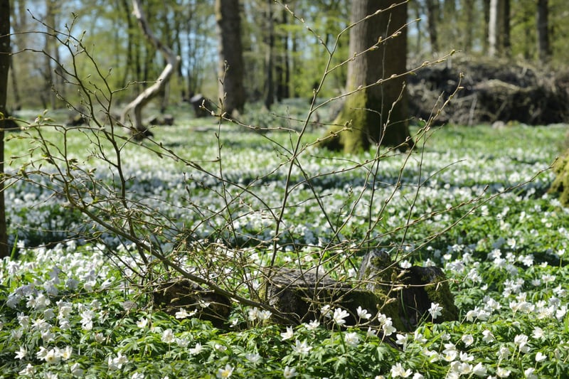 Arlington Bluebell Walk pictured on 23/4/21.
At the time of the visit, a beautiful white display of wood anemones covered the woodland floor. SUS-210423-135237001