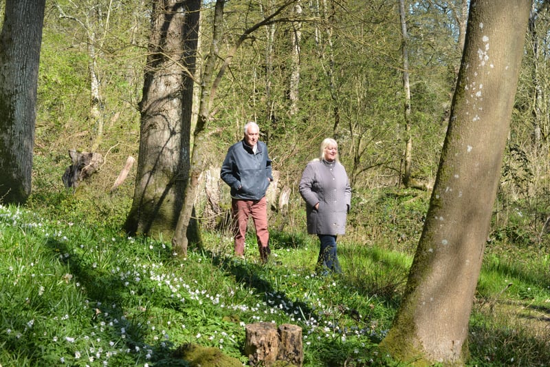 Arlington Bluebell Walk pictured on 23/4/21.
At the time of the visit, a beautiful white display of wood anemones covered the woodland floor. SUS-210423-134935001