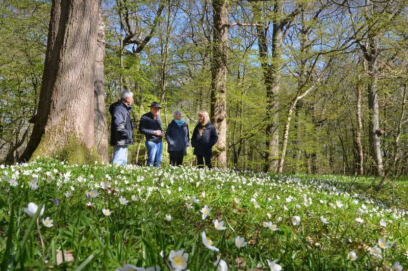 Arlington Bluebell Walk pictured on 23/4/21.
At the time of the visit, a beautiful white display of wood anemones covered the woodland floor. SUS-210423-134907001