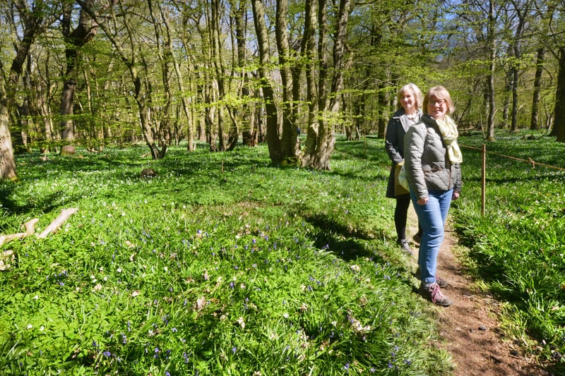 Arlington Bluebell Walk pictured on 23/4/21.
At the time of the visit, a beautiful white display of wood anemones covered the woodland floor. SUS-210423-135044001