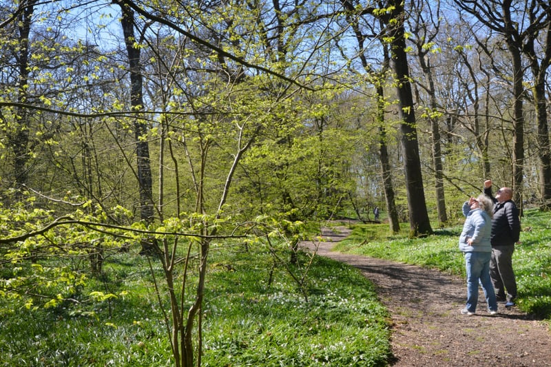 Arlington Bluebell Walk pictured on 23/4/21.
At the time of the visit, a beautiful white display of wood anemones covered the woodland floor. SUS-210423-135112001