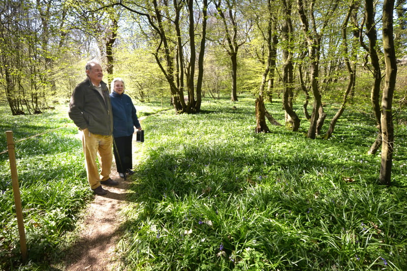 Arlington Bluebell Walk pictured on 23/4/21.
At the time of the visit, a beautiful white display of wood anemones covered the woodland floor. SUS-210423-135031001