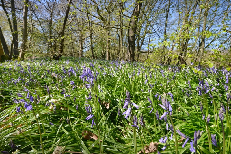 Arlington Bluebell Walk pictured on 23/4/21.
At the time of the visit, a beautiful white display of wood anemones covered the woodland floor. SUS-210423-135126001