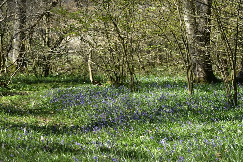 Arlington Bluebell Walk pictured on 23/4/21.
At the time of the visit, a beautiful white display of wood anemones covered the woodland floor. SUS-210423-135154001