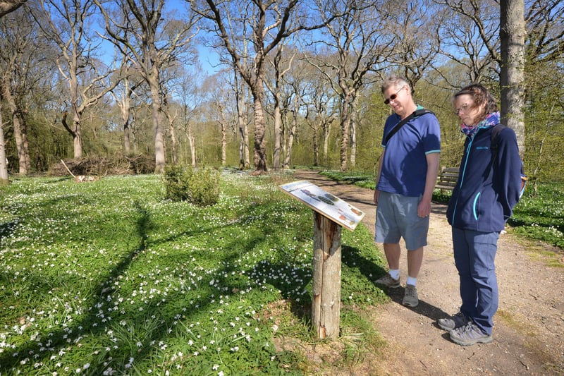 Arlington Bluebell Walk pictured on 23/4/21.
At the time of the visit, a beautiful white display of wood anemones covered the woodland floor. SUS-210423-134704001