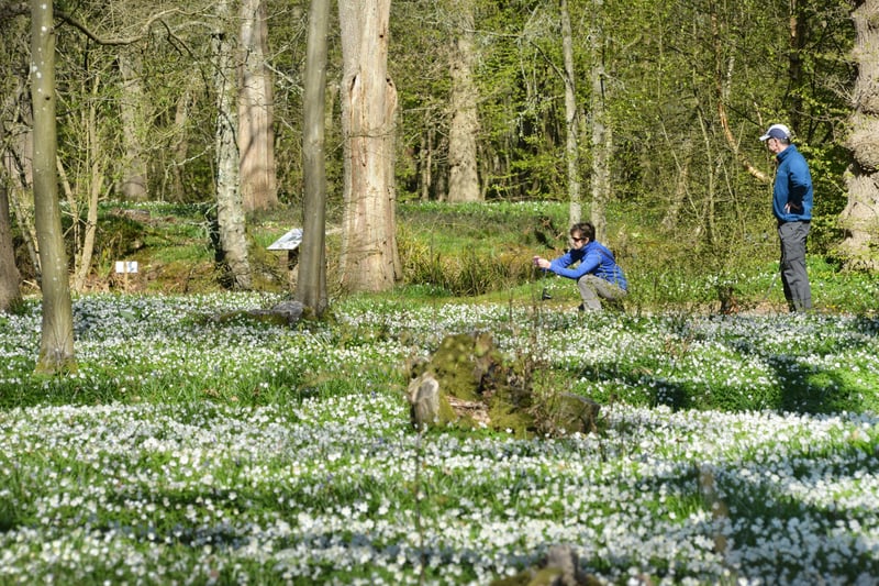 Arlington Bluebell Walk pictured on 23/4/21.
At the time of the visit, a beautiful white display of wood anemones covered the woodland floor. SUS-210423-134719001