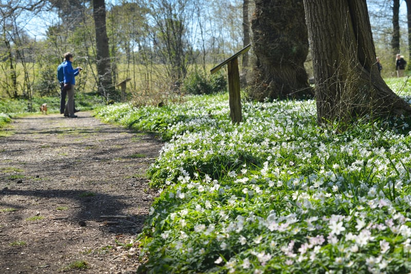 Arlington Bluebell Walk pictured on 23/4/21.
At the time of the visit, a beautiful white display of wood anemones covered the woodland floor. SUS-210423-135223001