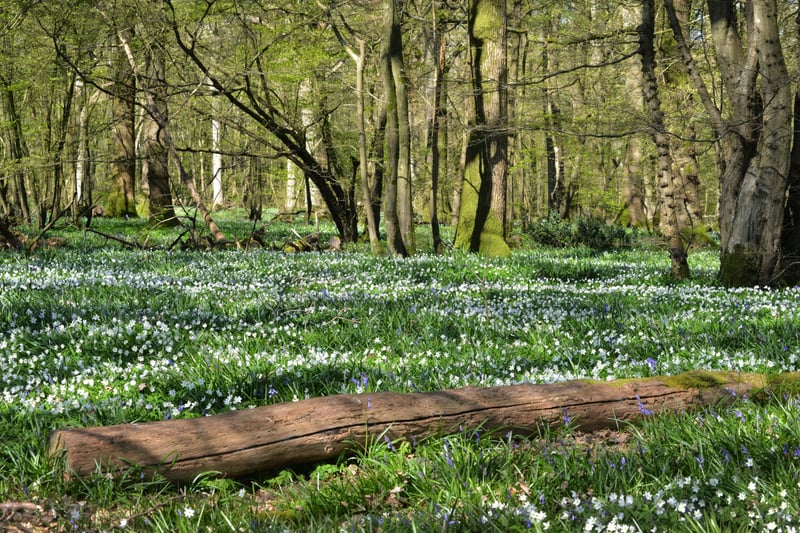 Arlington Bluebell Walk pictured on 23/4/21.
At the time of the visit, a beautiful white display of wood anemones covered the woodland floor. SUS-210423-134622001