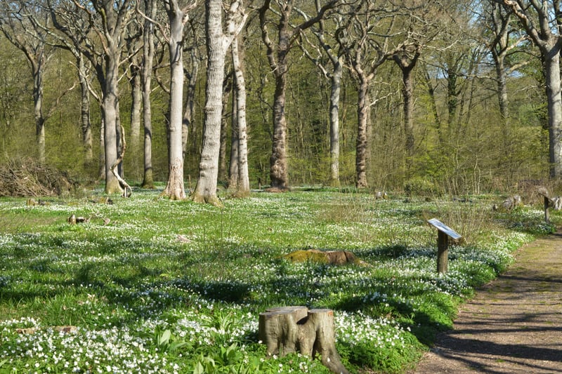 Arlington Bluebell Walk pictured on 23/4/21.
At the time of the visit, a beautiful white display of wood anemones covered the woodland floor. SUS-210423-134733001