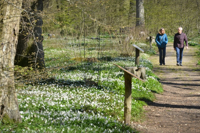 Arlington Bluebell Walk pictured on 23/4/21.
At the time of the visit, a beautiful white display of wood anemones covered the woodland floor. SUS-210423-134636001