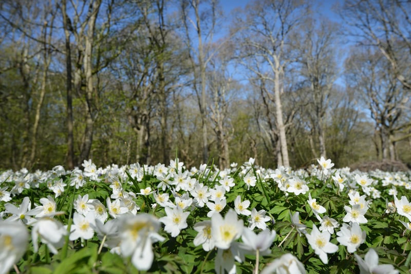 Arlington Bluebell Walk pictured on 23/4/21.
At the time of the visit, a beautiful white display of wood anemones covered the woodland floor. SUS-210423-134800001