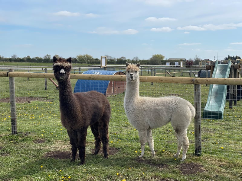 Harvest Barn's alpacas.