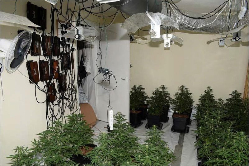 The inside of the cannabis factory