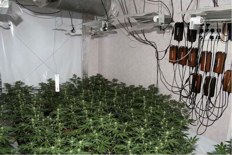 The inside of the cannabis factory