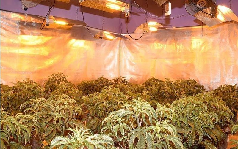 Inside the cannabis factory