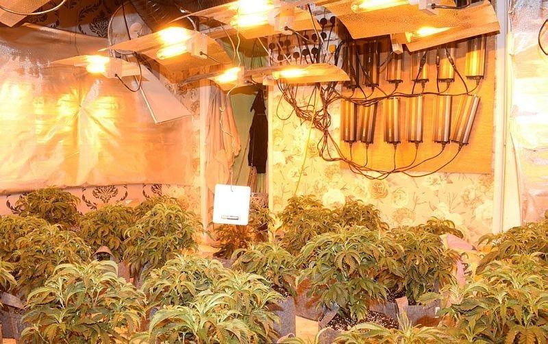 Inside the cannabis factory