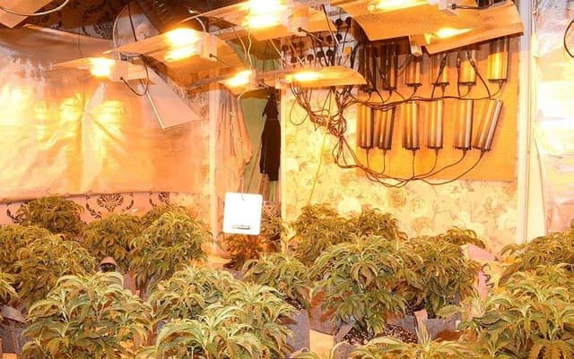 Inside the cannabis factory