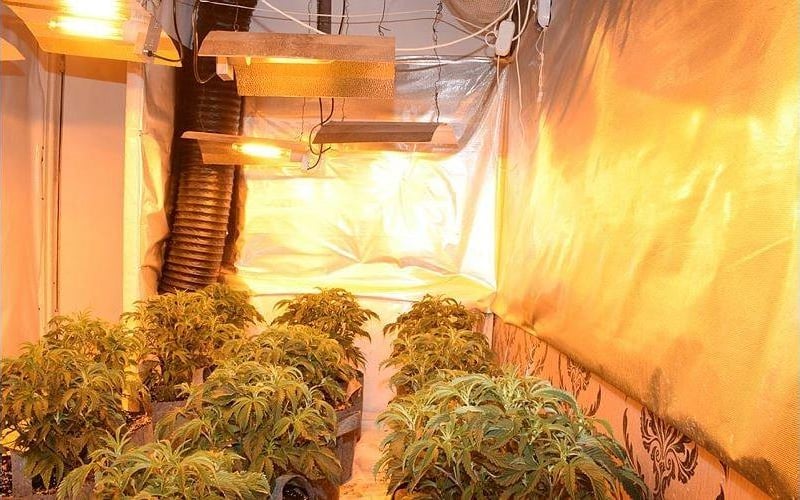 Inside the cannabis factory