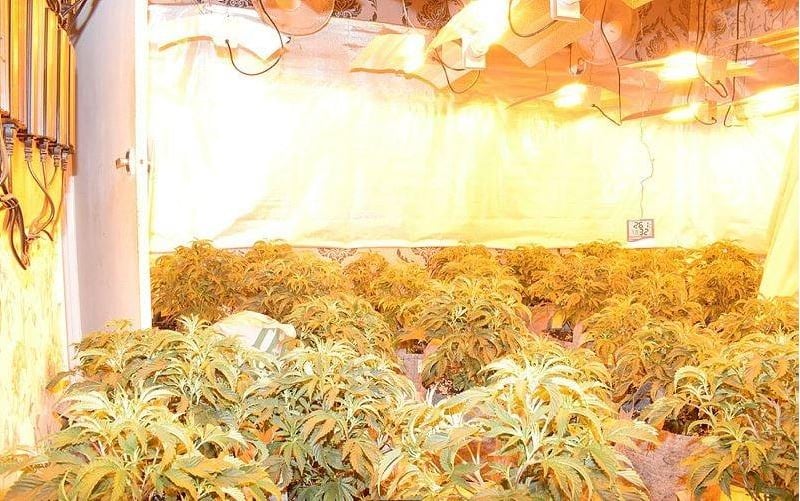 Inside the cannabis factory