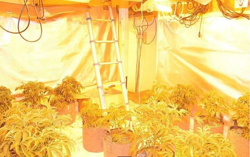 Inside the cannabis factory