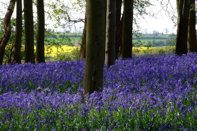 Coton Manor have just announced the re-opening of their 10-acre beautiful bluebell wood and wildflower meadow! Grab some lunch or afternoon tea at The Stableyard Cafe or visit the nursery, which has over a thousand varieties of plants - many of which are unusual and are propagated from the garden. Opening times are 11am - 5.30pm from Tuesday to Sunday.