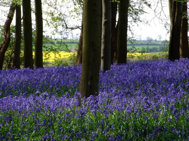 Coton Manor have just announced the re-opening of their 10-acre beautiful bluebell wood and wildflower meadow! Grab some lunch or afternoon tea at The Stableyard Cafe or visit the nursery, which has over a thousand varieties of plants - many of which are unusual and are propagated from the garden. Opening times are 11am - 5.30pm from Tuesday to Sunday.