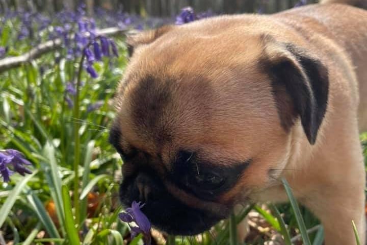 Tanya Hotston took this photograph of pug Pickle