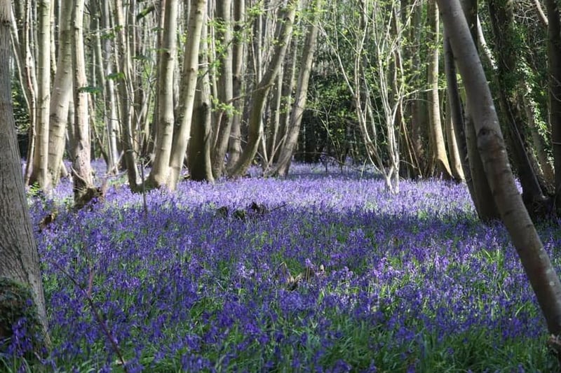 Chris Aylen took this photograph of Stoke Wood, near Chichester