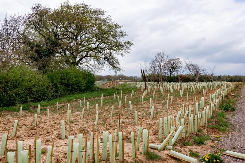 How the edge of South Cubbington Wood looks now, following the felling of trees in the ancient forest. HS2 has planted new trees in their place, with mixed success.