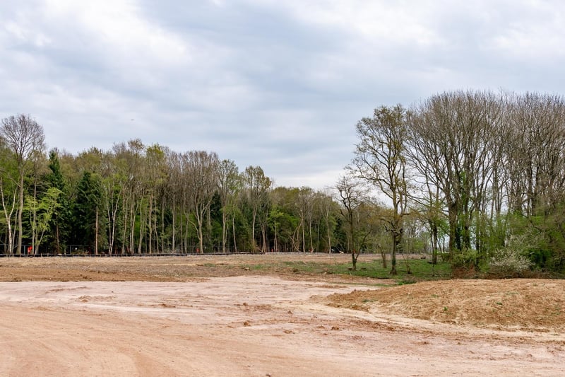 How the edge of South Cubbington Wood looks now, following the felling of trees in the ancient forest.