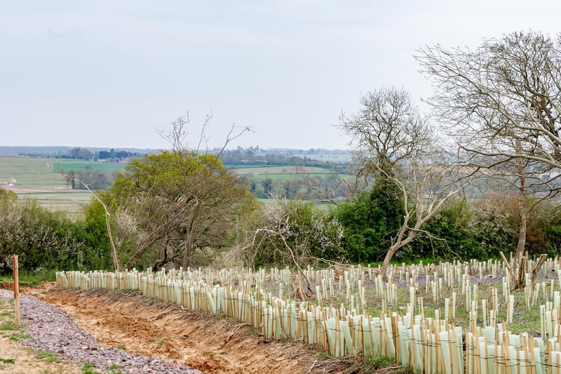How the edge of South Cubbington Wood looks now, following the felling of trees in the ancient forest. HS2 has planted new trees in their place, with mixed success.