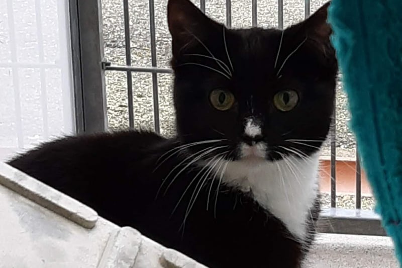 Pickle is finding it a little harder to trust but staff know she is capable of loving. She will be rehomed with Lily and Babs