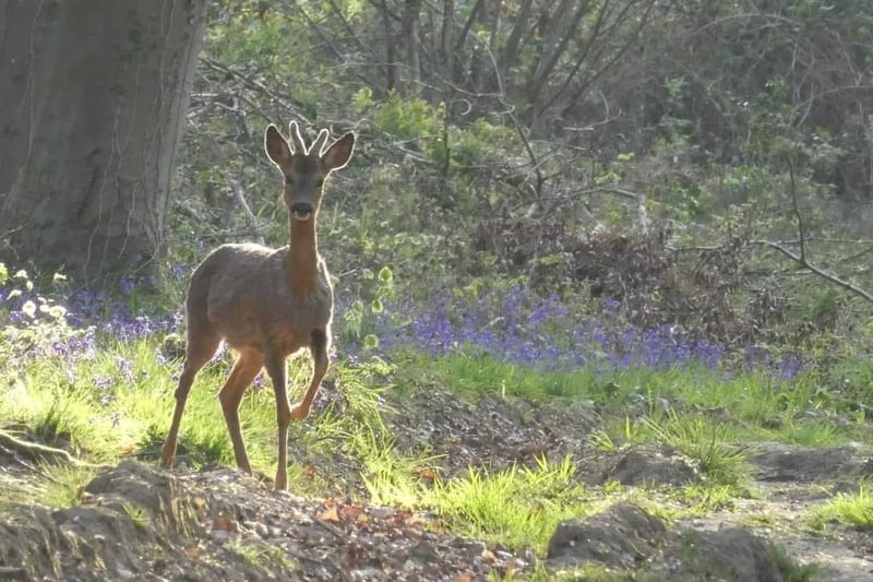 Victoria Ludlow captured took this photograph of a deer at Angmering Park Estate, Crossbush