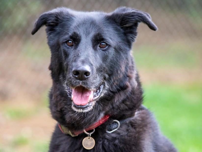 Tye, our adorable senior gentleman. He maybe a little wary of strangers at first but given a little time he soon comes out of his shell. He loves a fuss and a game of football!