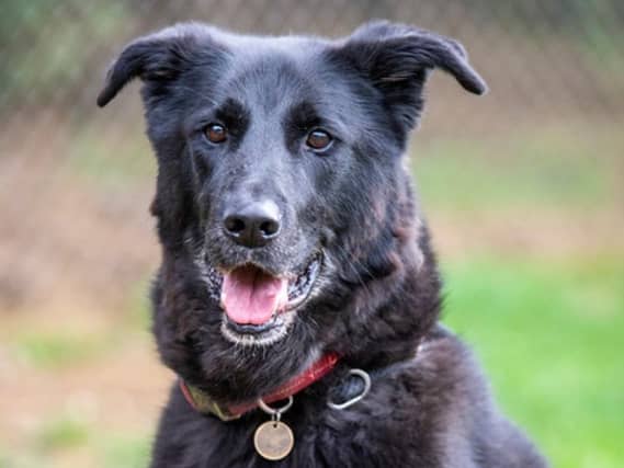 Tye, our adorable senior gentleman. He maybe a little wary of strangers at first but given a little time he soon comes out of his shell. He loves a fuss and a game of football!