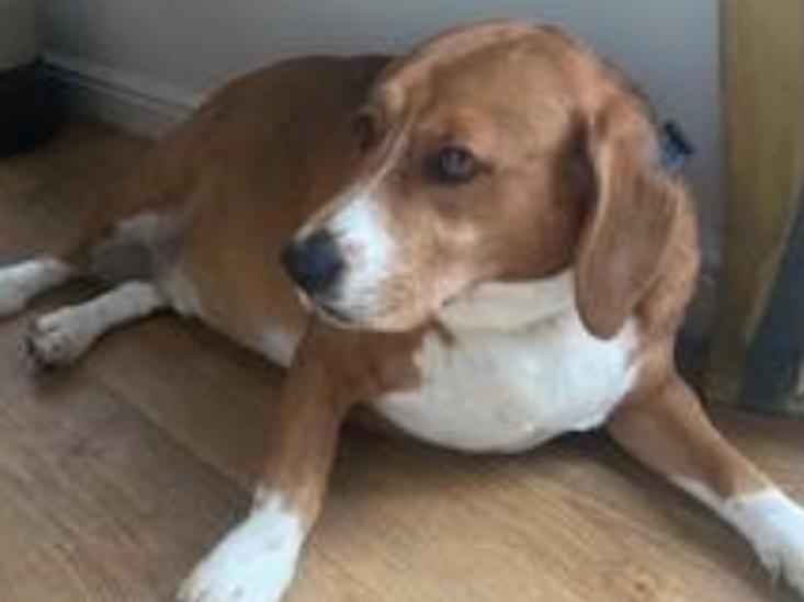 Duke is everyone's friend. Great with people, dogs and cats!
He needs a home that understands his breed and their traits. The right home will need to acknowledge the importance of sticking to his strict diet and keeping him active.