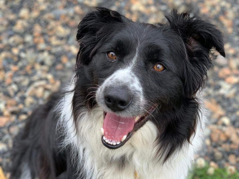 Super active Shep needs an animal free home that understands his behavioural challenges and how to keep him stimulated. He is fun, loving and affectionate, and adores squeaky toys... he's got quite a collection!