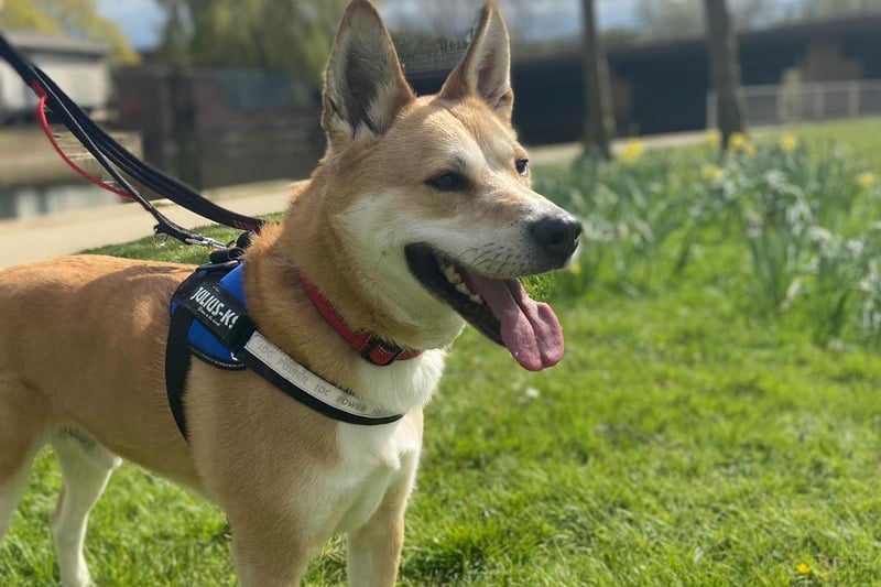 Handsome Roman, he isn't a fan of cats and can also be a bit picky with dogs but loves the attention of humans. He loves to be busy so he would suit a very active home with children over 12.