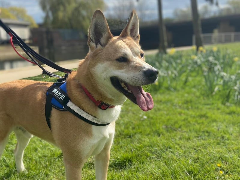 Handsome Roman, he isn't a fan of cats and can also be a bit picky with dogs but loves the attention of humans. He loves to be busy so he would suit a very active home with children over 12.