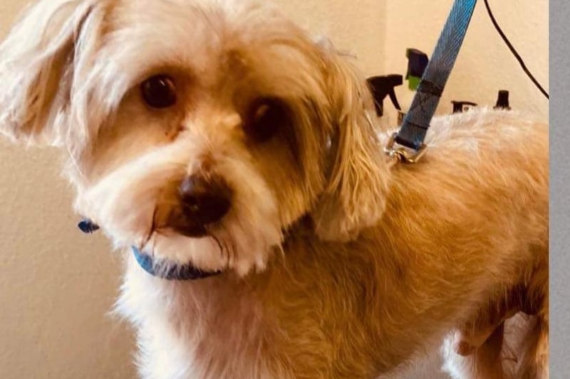 Little Dex is looking for a quiet, calm and patient home that will help him overcome his worries and not leave him for long periods. He is not fully house broken but is an eager learner. He is great with dogs, cats and teenage children.
