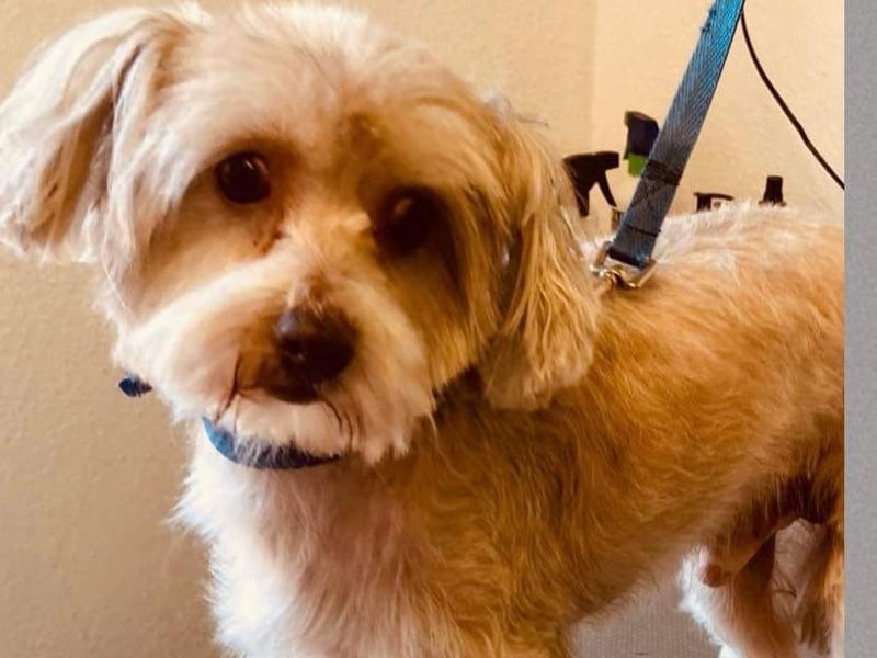 Little Dex is looking for a quiet, calm and patient home that will help him overcome his worries and not leave him for long periods. He is not fully house broken but is an eager learner. He is great with dogs, cats and teenage children.