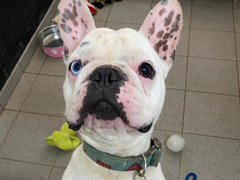 Pocket rocket Rocco is such a big character and has an attitude to match! He requires an experienced home with firm but fair boundaries. No other animals and no children or children visiting.