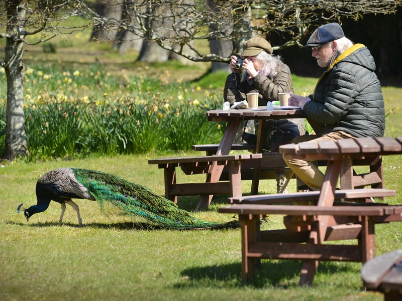 Herstmonceux Castle and grounds pictured on April 24 2021 after the easing of lockdown.
The castle's well known peacock is pictured meeting the visitors. SUS-210424-134722001