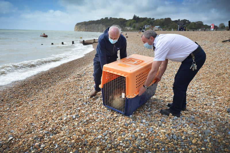 Hubble the seal being released back into the sea from Pett Level beach. SUS-211205-134452001